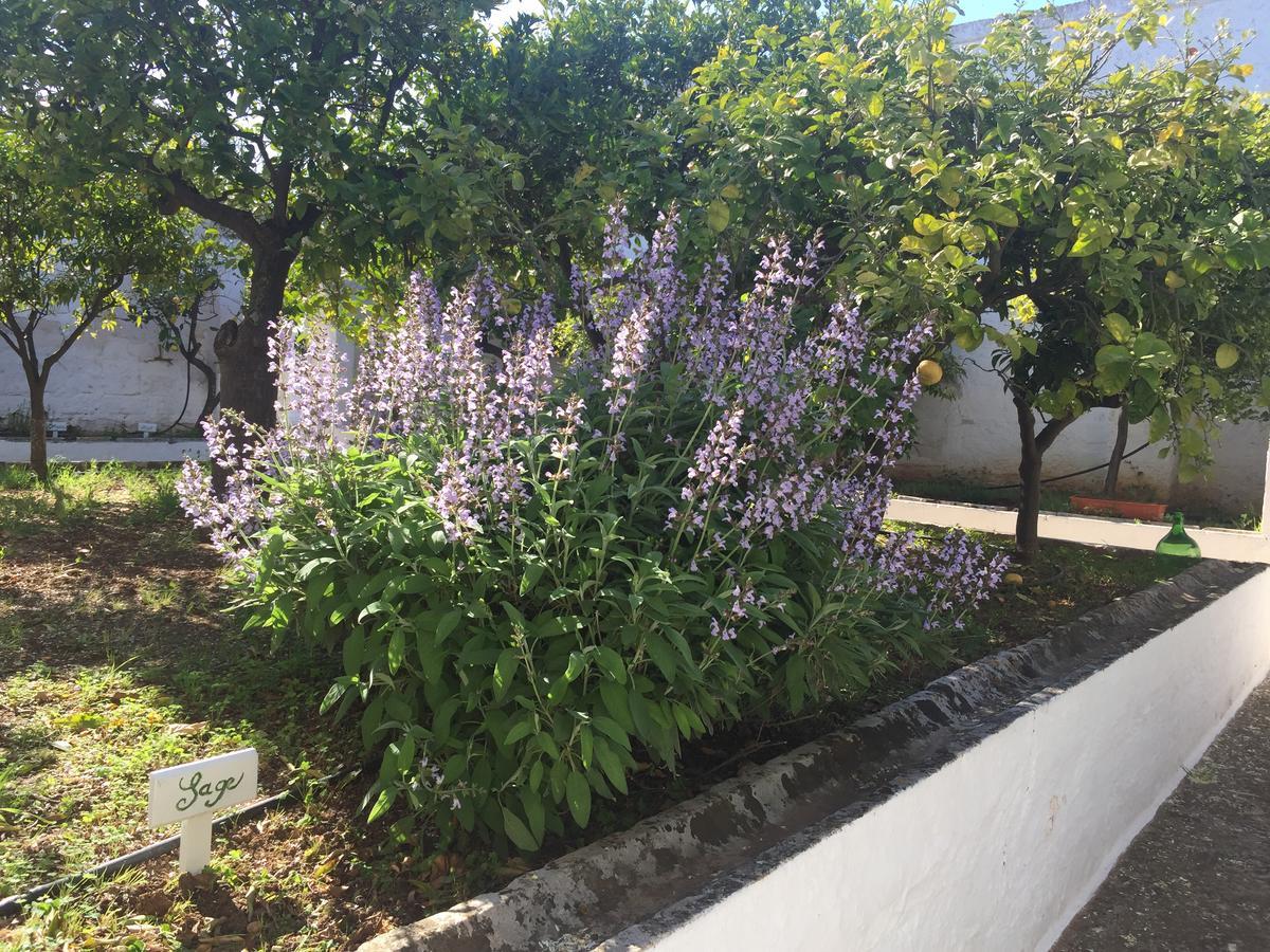 Masseria Rienzo Ostuni Kültér fotó