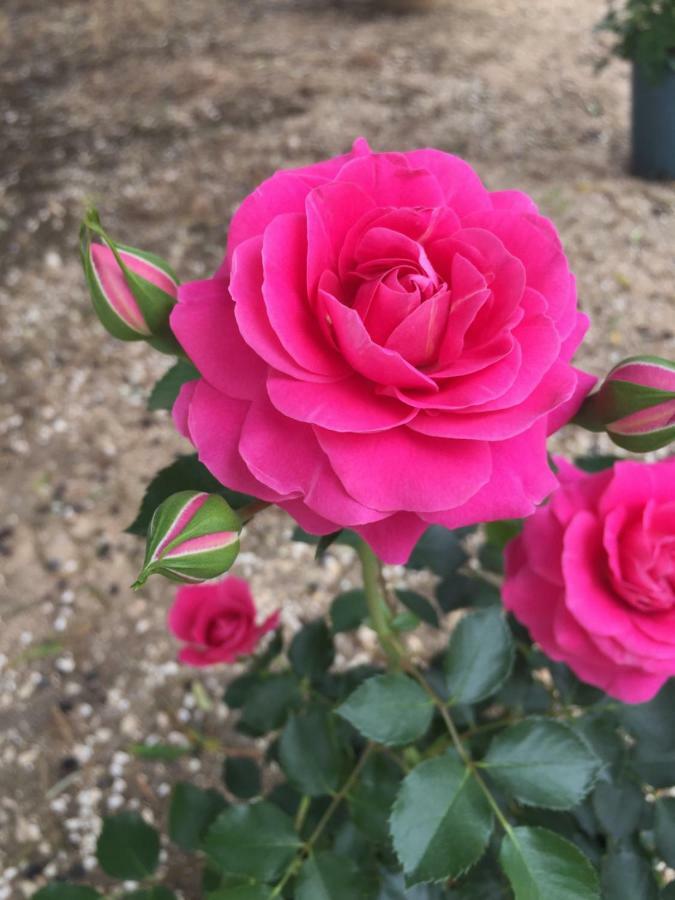Masseria Rienzo Ostuni Kültér fotó